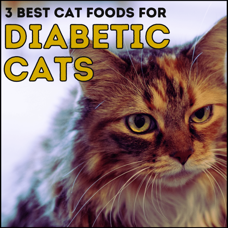 3 Best Cat Food For a Diabetic Cat (Non-Prescription)
