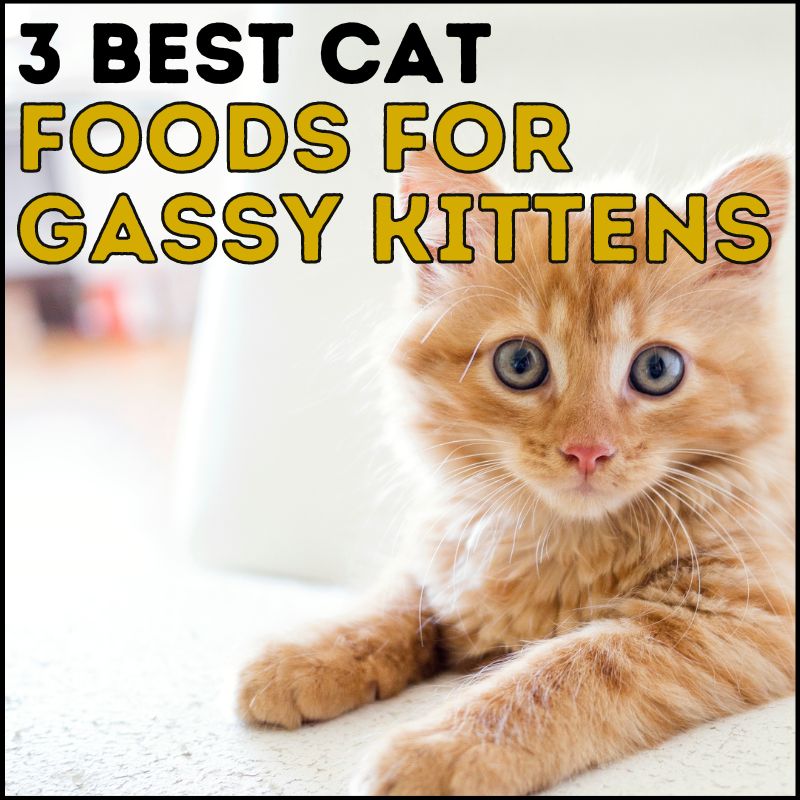3 Best Cat Food For Gassy Kittens to Help Clear The Air