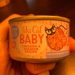 Tiki Cat Baby