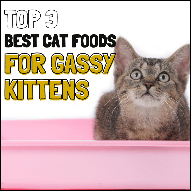 3 Best Cat Food For Gassy Kittens to Help Clear The Air