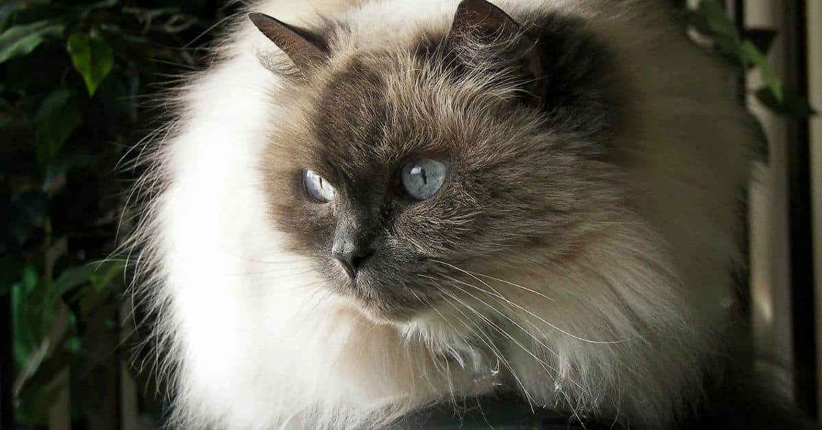 A Himalayan cat
