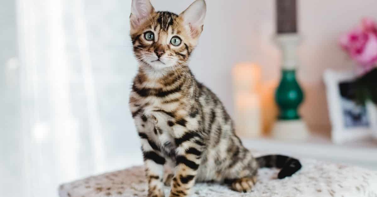A Bengal kitten
