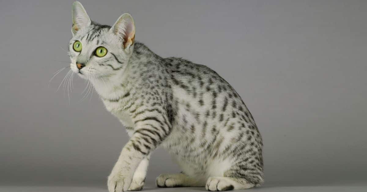 An Egyptian Mau cat