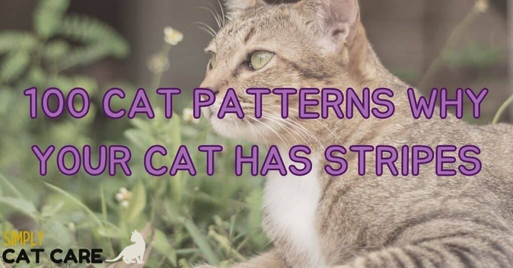 100 Cat Patterns Why Your Cat Has Stripes