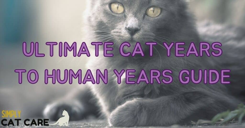 Cat Years to Human Years Guide