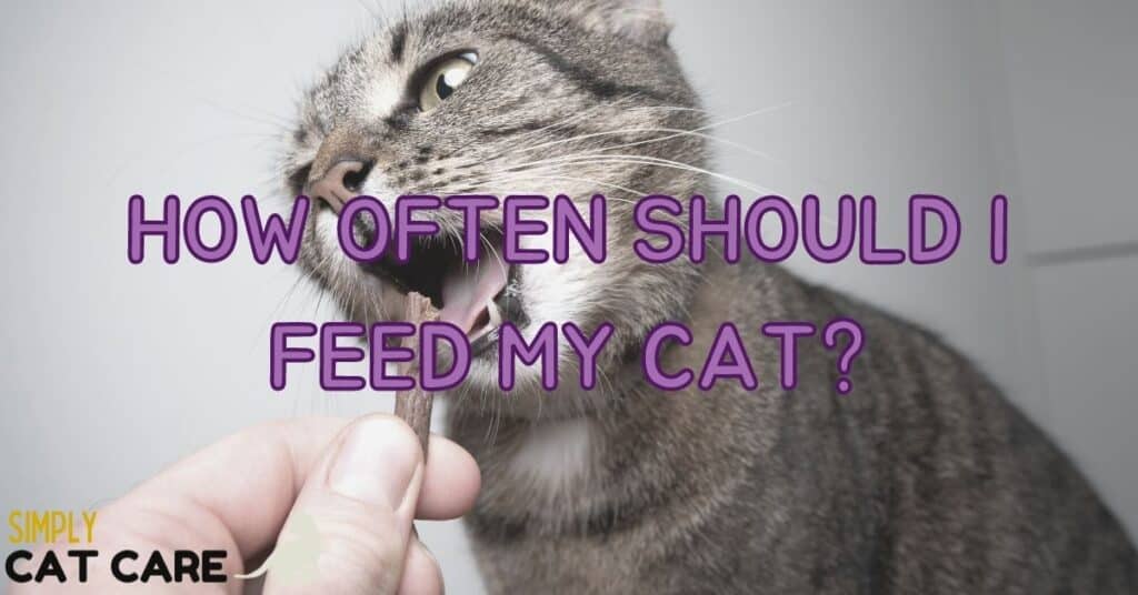 How Often Should I Feed My Cat?