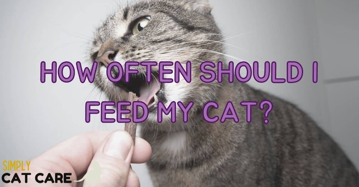 How Often Should I Feed My Cat? 2023 Simply Cat Care