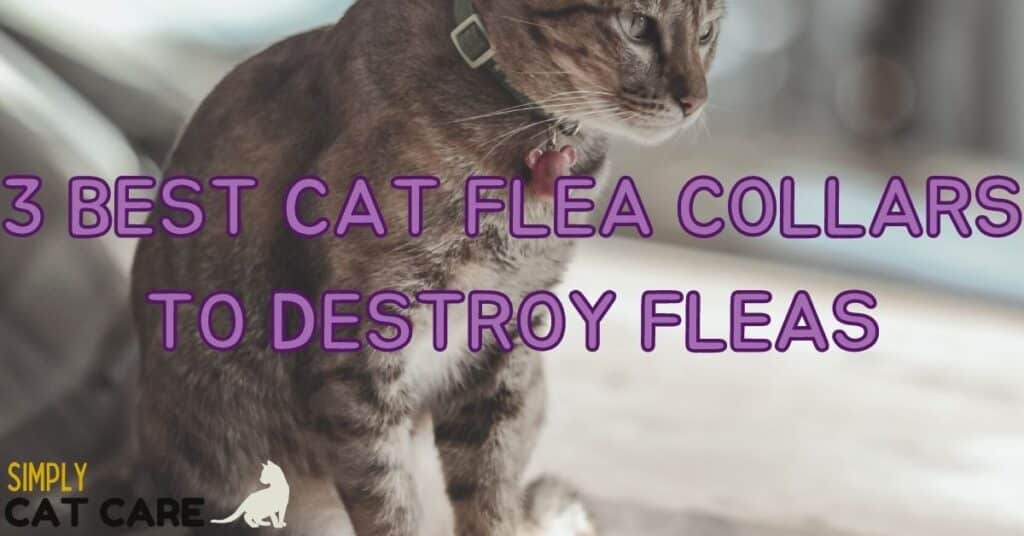 3 Best Cat Flea Collars To Destroy Fleas