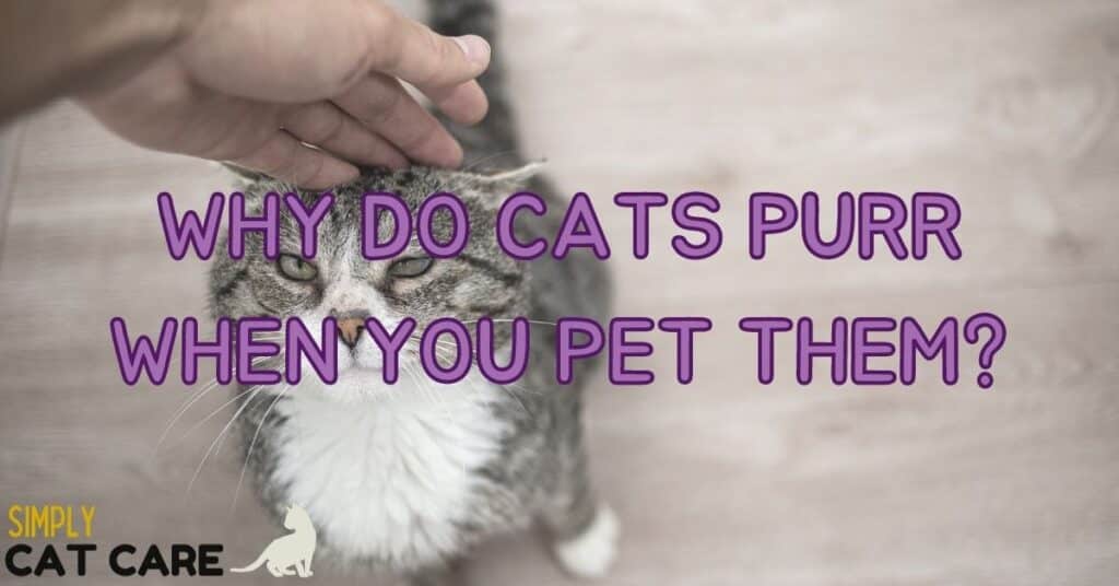 Why Do Cats Purr When You Pet Them