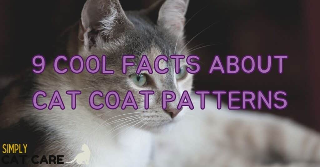 9 Cool Facts About Cat Coat Patterns