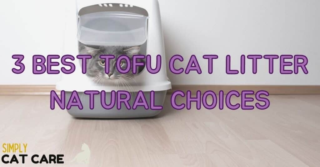 3 Best Tofu Cat Litter Natural Choices.