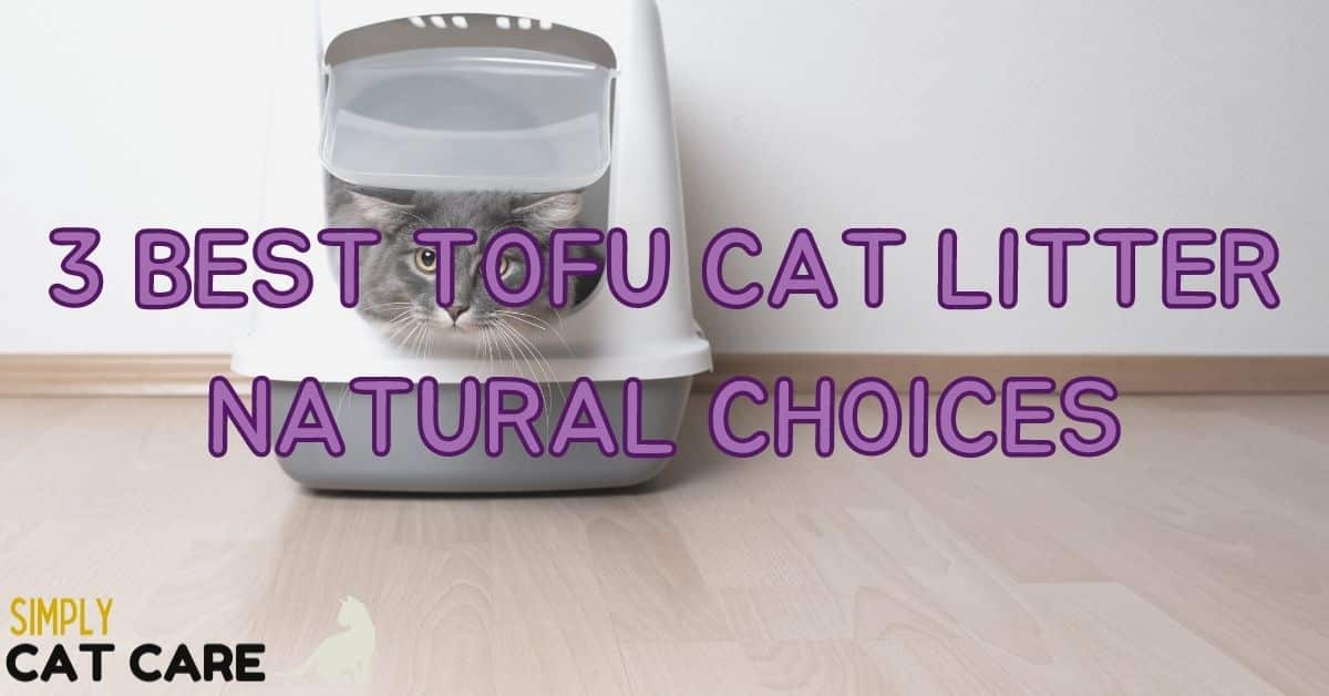 3 Best Tofu Cat Litters [Cat Tested]