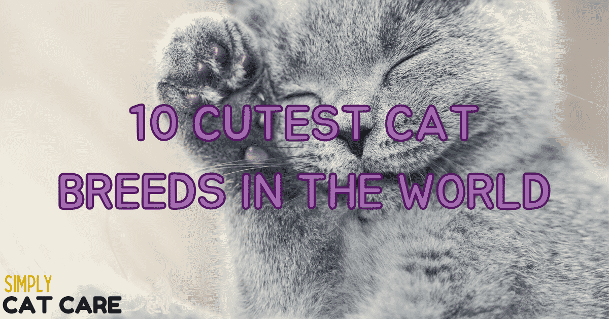 10 Cutest Cat Breeds In The World