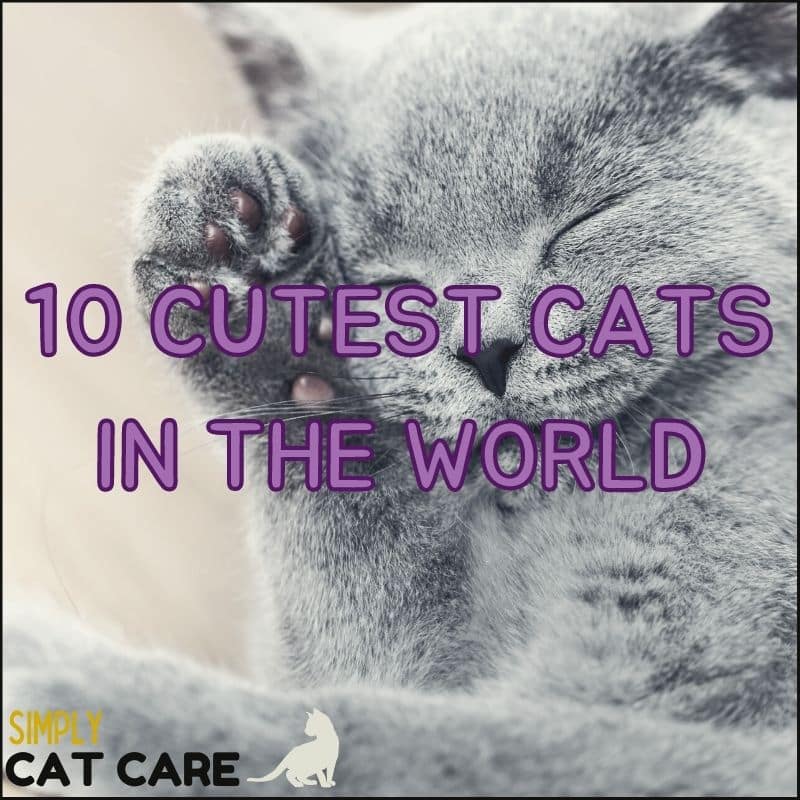 10 Cutest Cat Breeds In The World (With Pictures)
