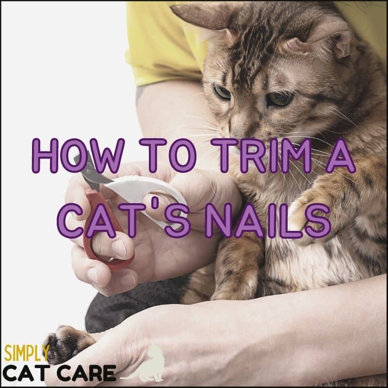 How To Trim A Cat's Nails That Won't Let You