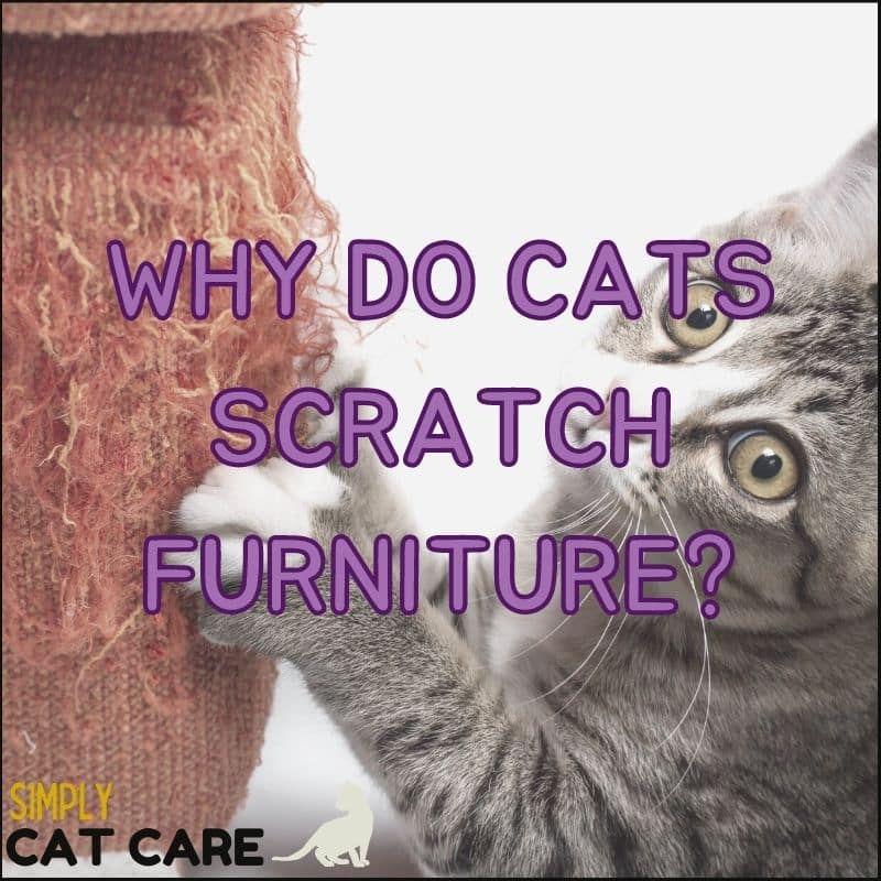Why do cats scratch furniture and what to do about it