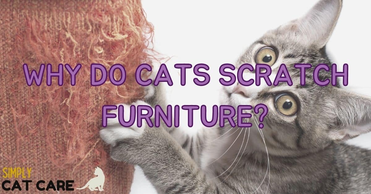 Why Do Cats Scratch Furniture?