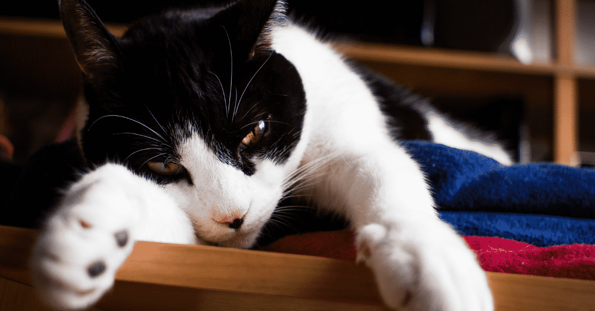 A cute cat
