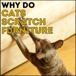 Why Do Cats Scratch Furniture