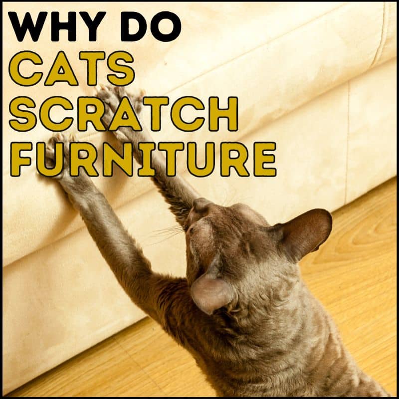 Why Do Cats Scratch Furniture?