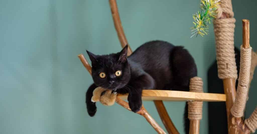 A cat tree with a cat resting.