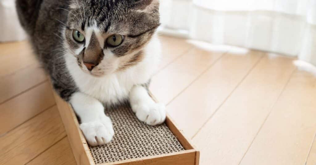 A cat using a horizontal scratch pad