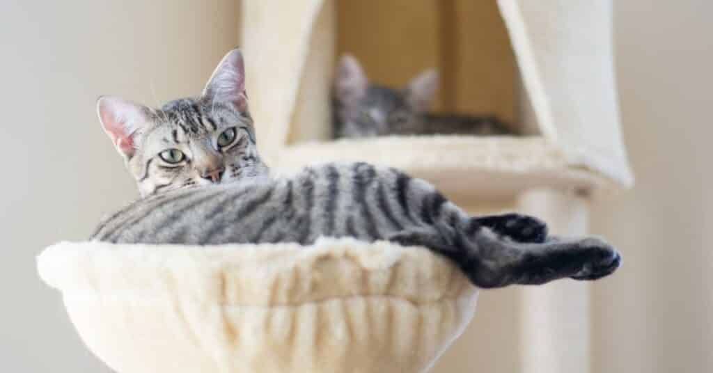 A cat relaxing on a cat tree perch.
