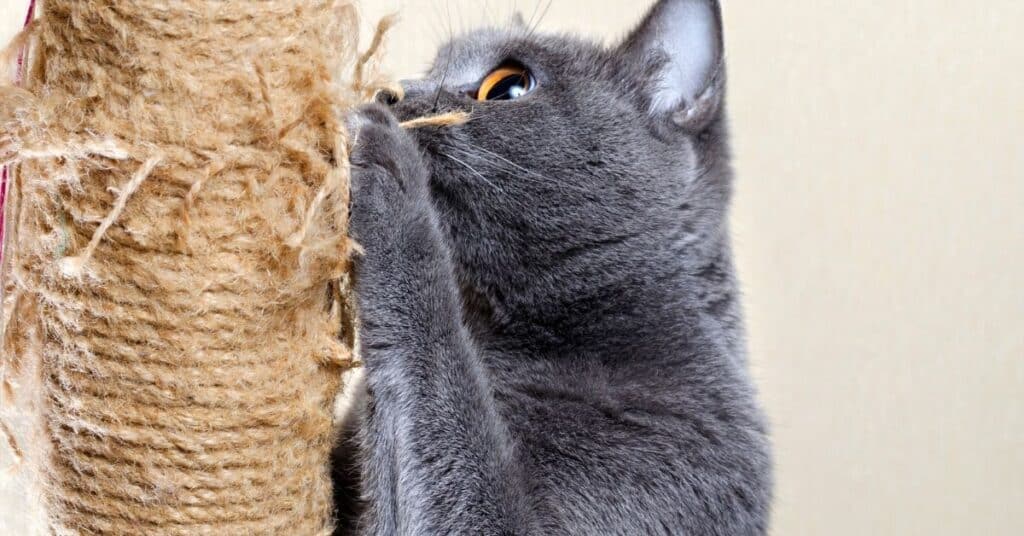 A cat scratching a post.
