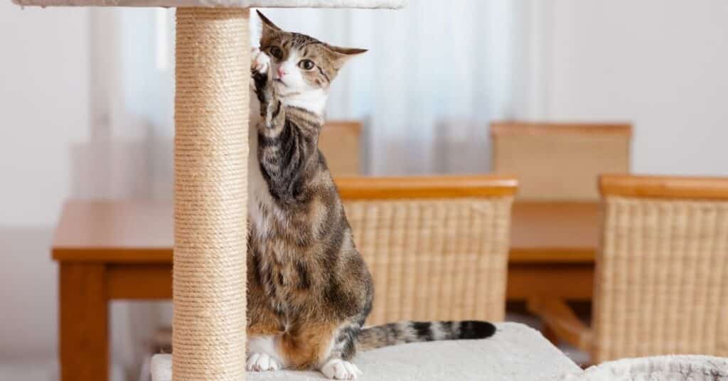 A cat with a scratching post