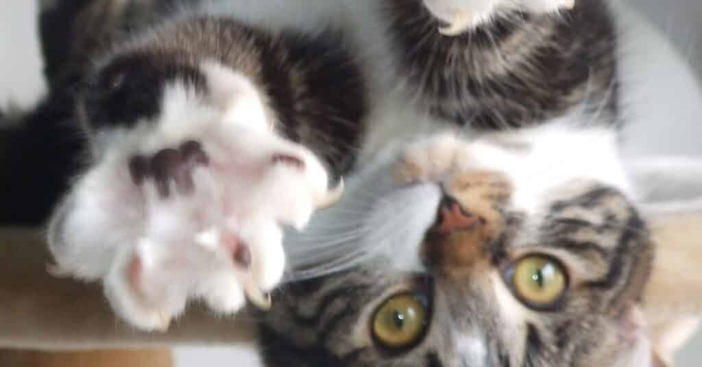 A cat's claws may transfer disease to humans.