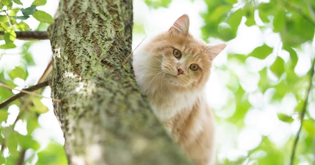 Outdoor cats benefit less from cat trees.