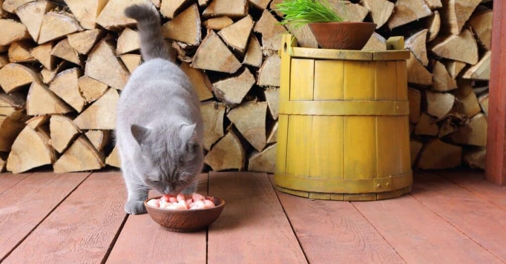 A cat eating food containing meat.