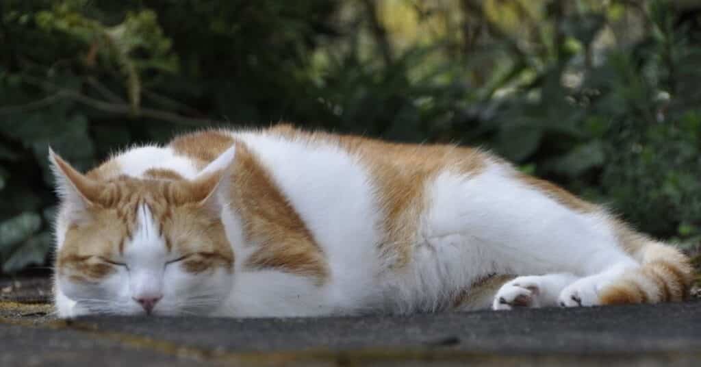 A cat relaxing.