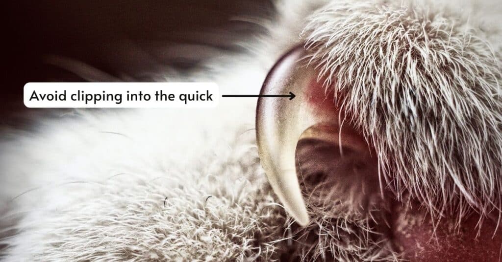 This shows a cat's claw. It shows the quick, which is the part of the claw that should not be clipped into with trimming.