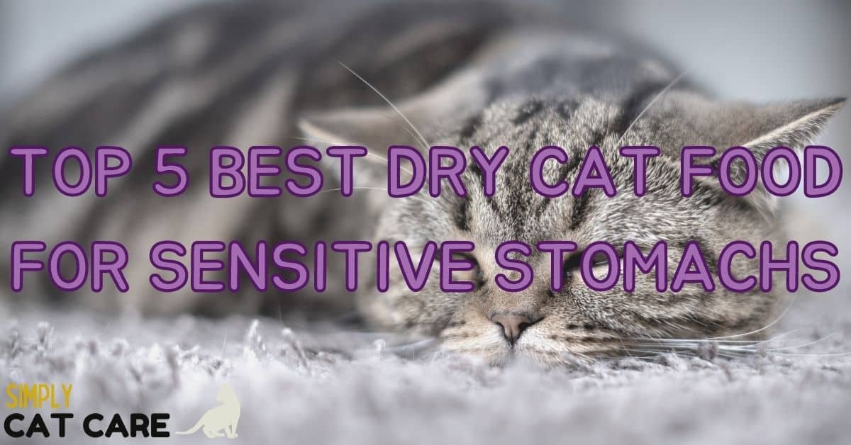 5 Best Dry Cat Food For Sensitive Stomach Simply Cat Care