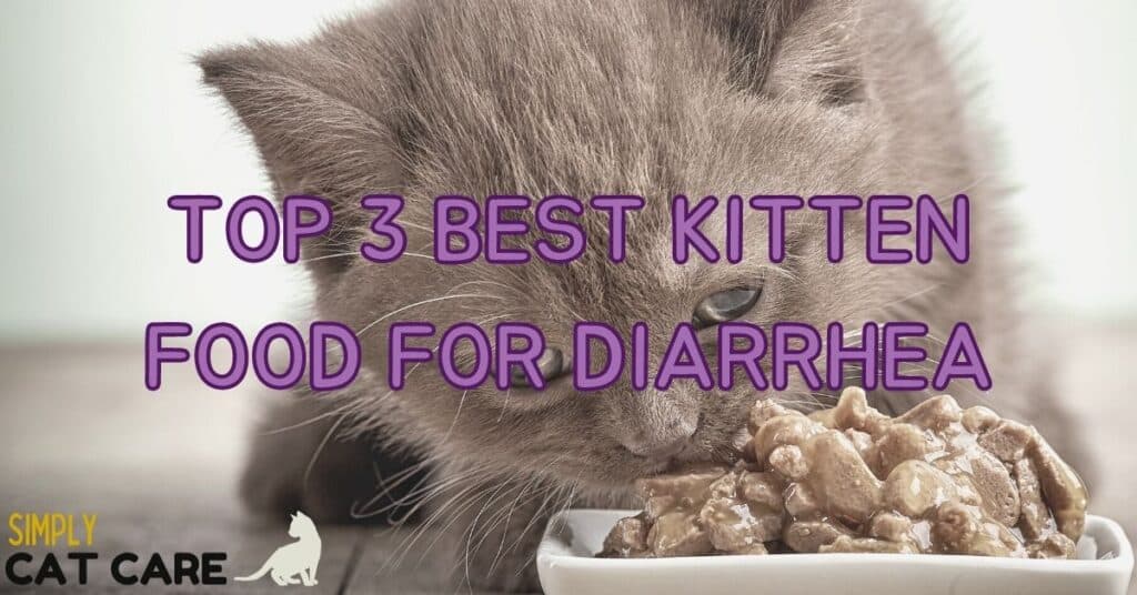 Top 3 Best Kitten Food For Diarrhea Choices
