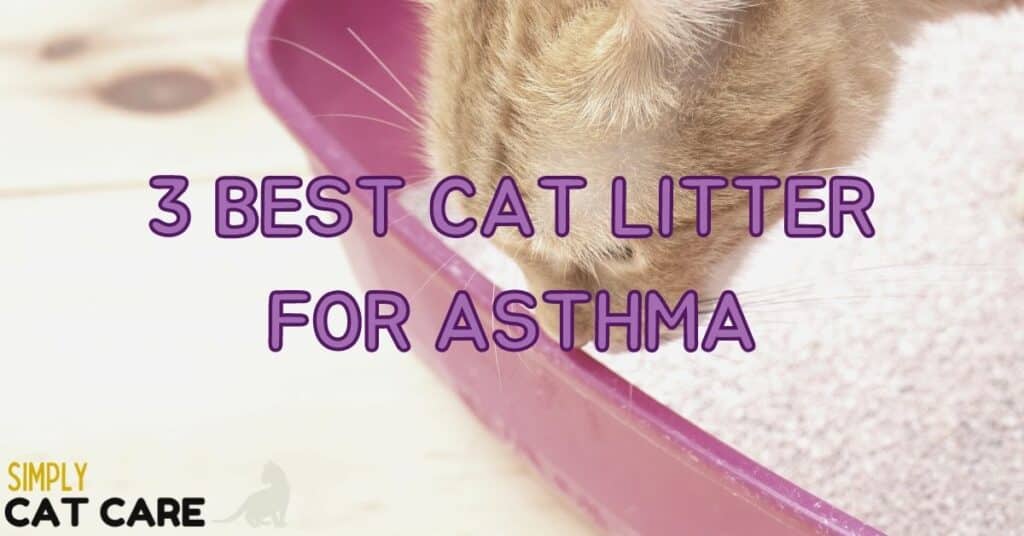 Top 3 Best Cat Litter For Asthma