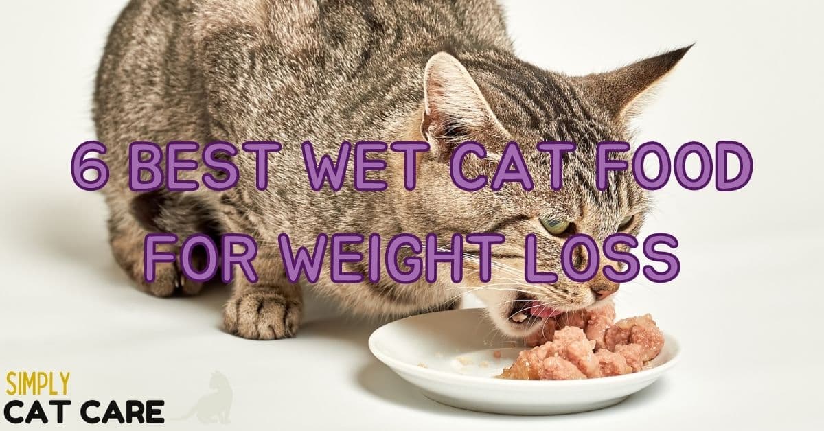 6 Best Wet Cat Food for Weight Loss 2022 Simply Cat Care