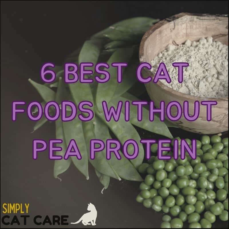 Best cat foods without pea protein