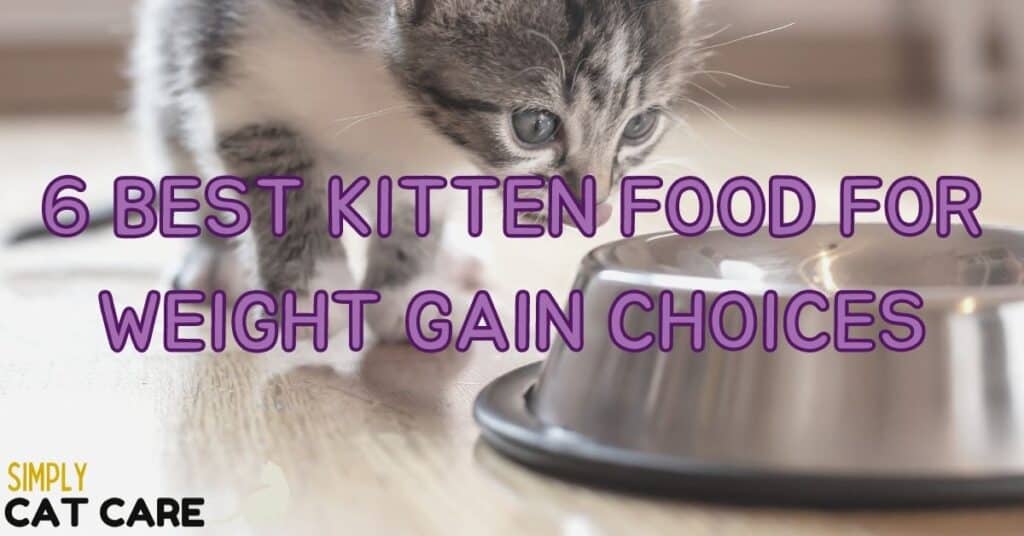 6 Best Kitten Food For Weight Gain Choices
