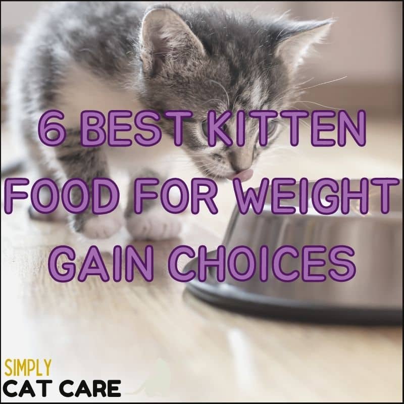 6 Best Kitten Food For Weight Gain Choices