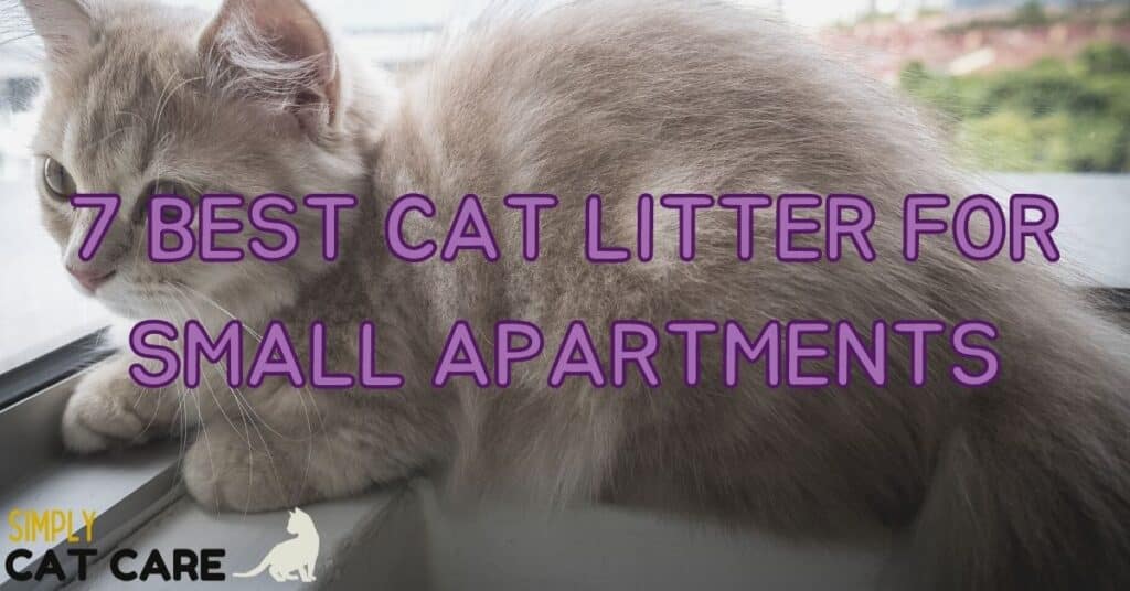 7 Best Cat Litter For Small Apartments