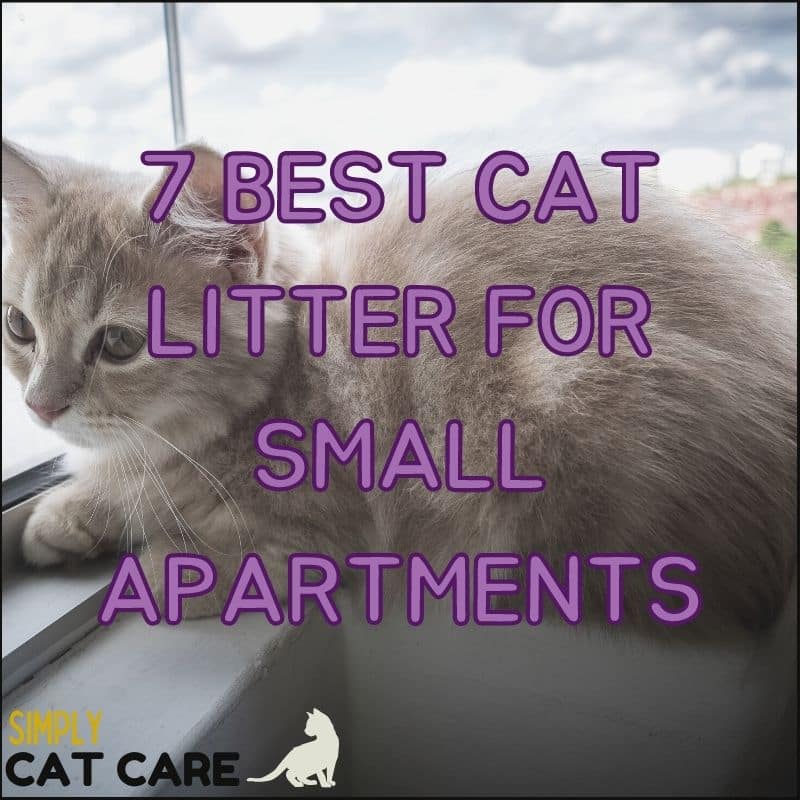 7 Best Cat Litter For Small Apartments