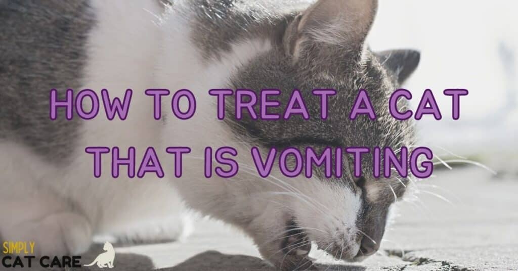 How to treat a cat that is vomiting