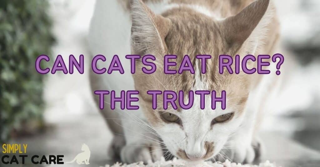 Can Cats Eat Rice? The Truth
