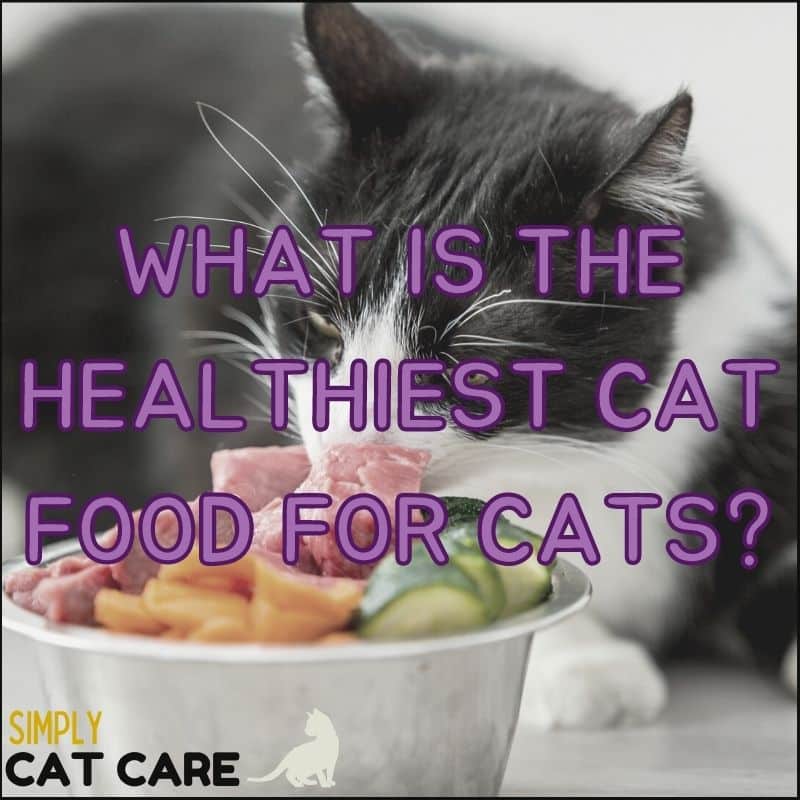 What Is The Healthiest Cat Food For Cats?