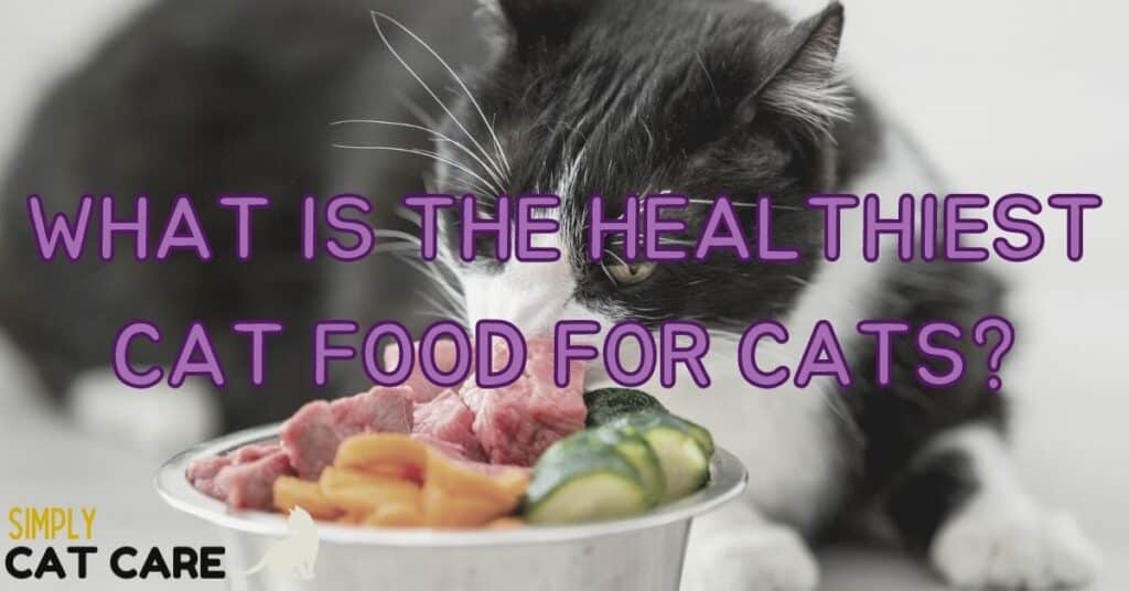 What is the healthiest cat food for cats?