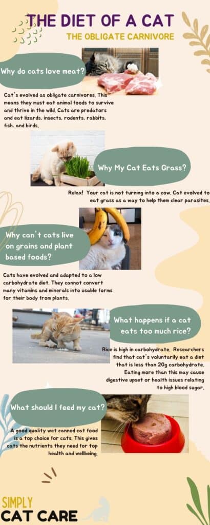 An infographic which provides dietary tips for cats.