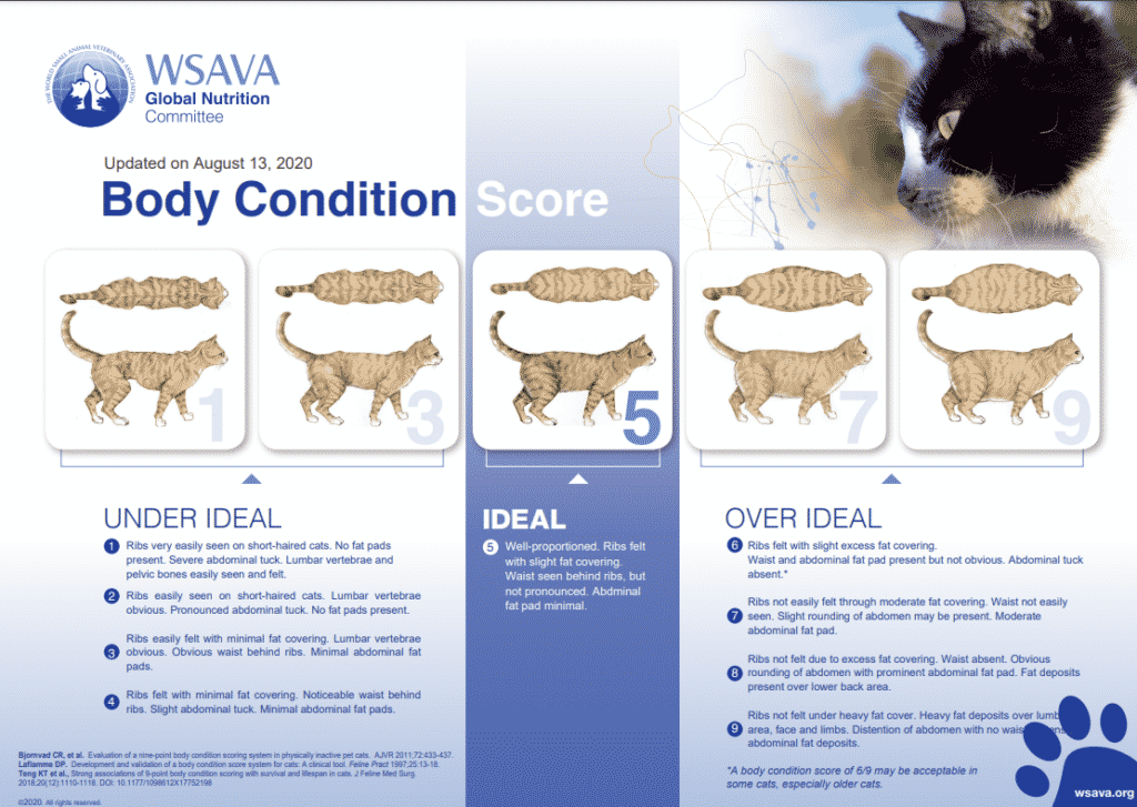 A body condition score chart for kittens