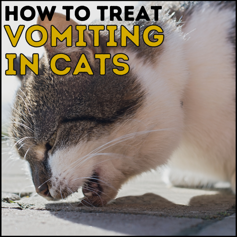 How To Treat A Cat That Is Vomiting
